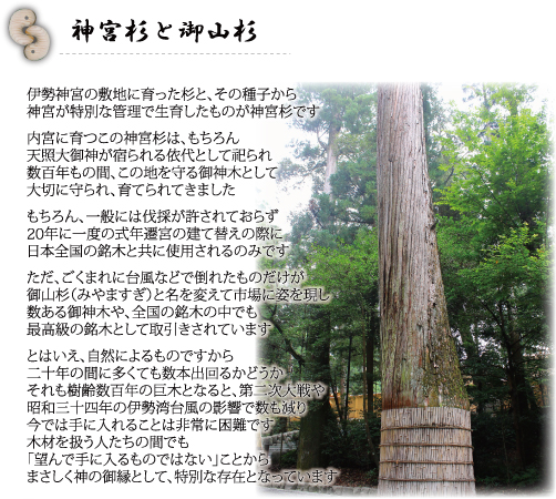 御山杉