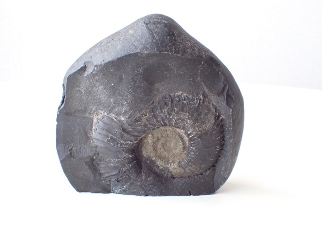 AL0036 ネパール産 アンモナイト 化石／Saligram（サリグラム