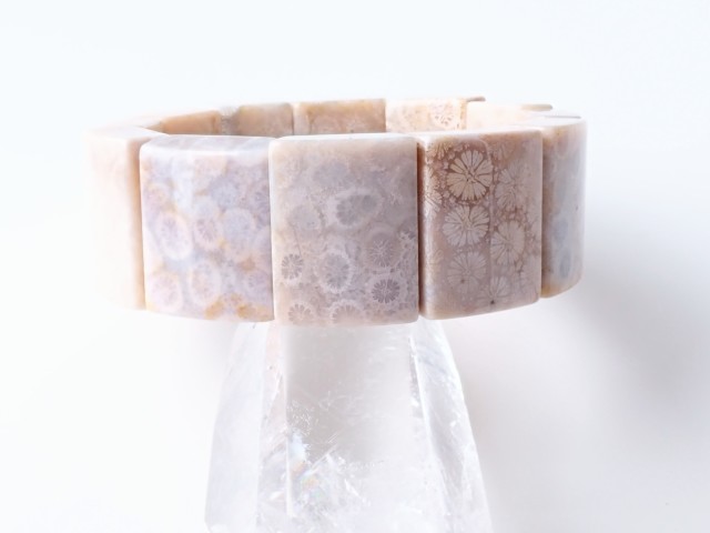 フォッシルコーラル