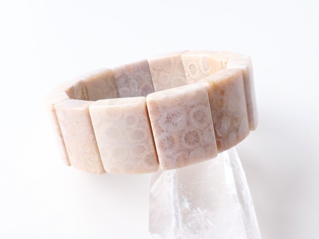 フォッシルコーラル