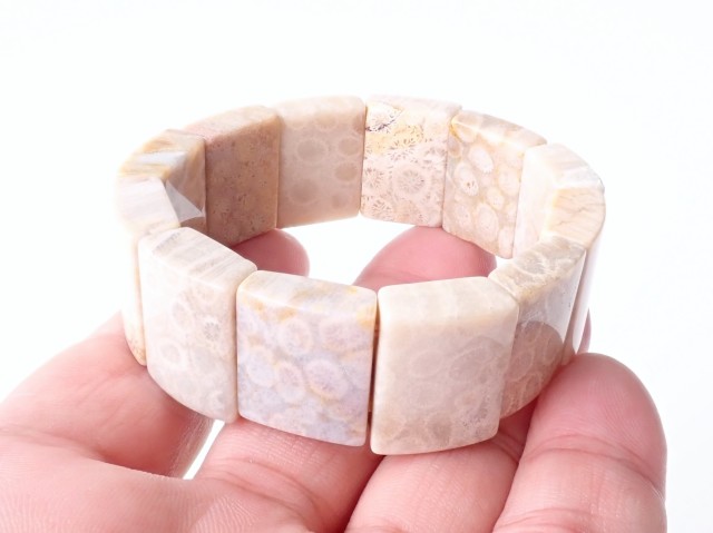 フォッシルコーラル