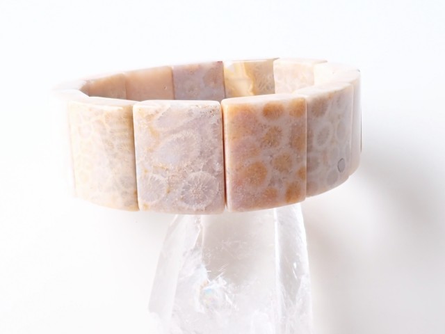 フォッシルコーラル