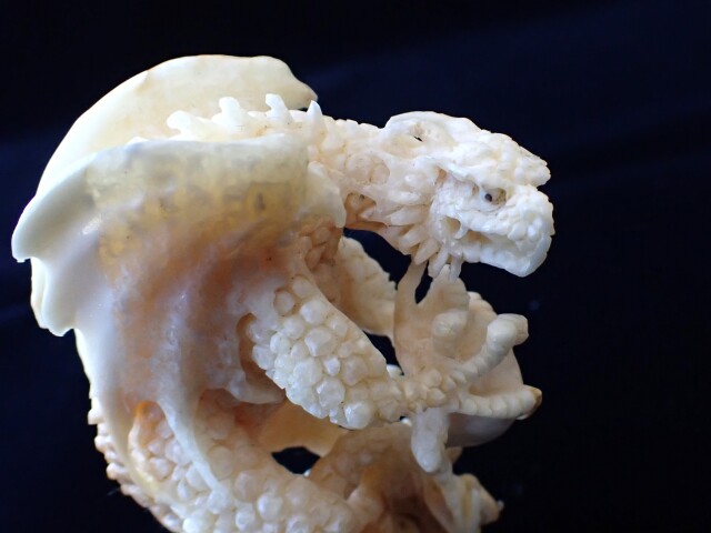 マンモスアイボリードラゴン