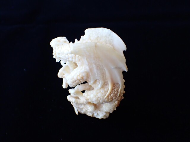 マンモスアイボリードラゴン