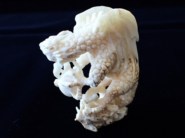 マンモスアイボリードラゴン