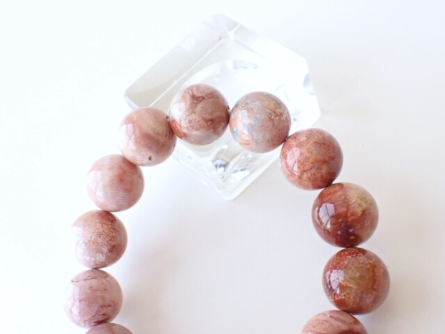 フォッシルコーラル