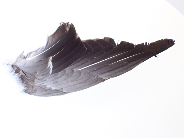 イーグルフェザーワンド