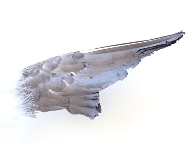 イーグルフェザーワンド