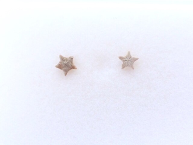 ペトリファイドクリノイド