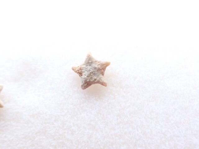 ペトリファイドクリノイド