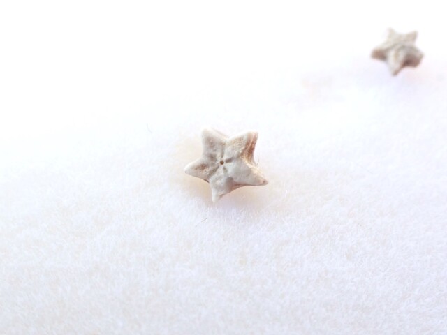 ペトリファイドクリノイド